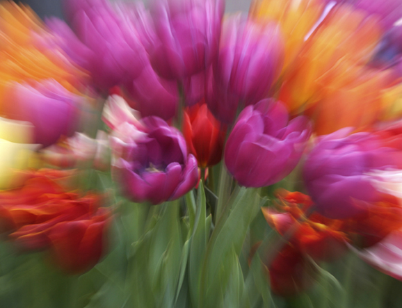 Tulip Frenzy 01