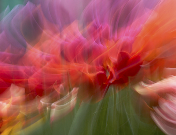 Tulip Frenzy 04