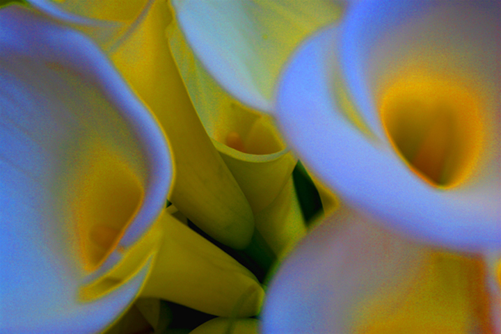 Calla Lillies